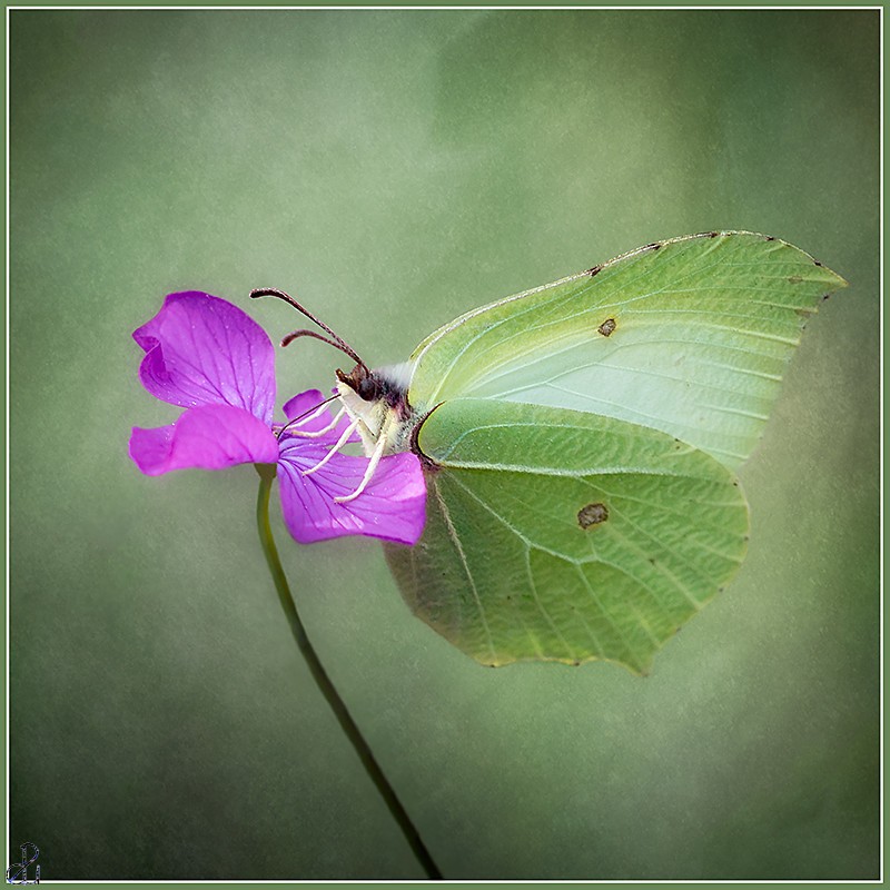 Macro Photography by Diana Uzun
