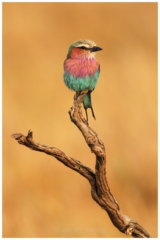 The National Bird of Kenya - Kenyan Safari 2013