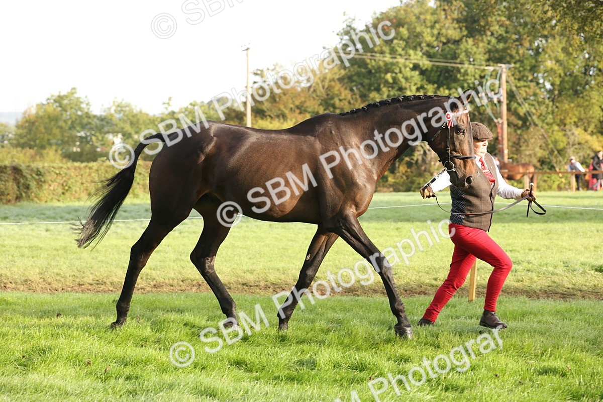 SBM_54952 - S52 - Riding Horse & Hack & thoroughbred In Hand