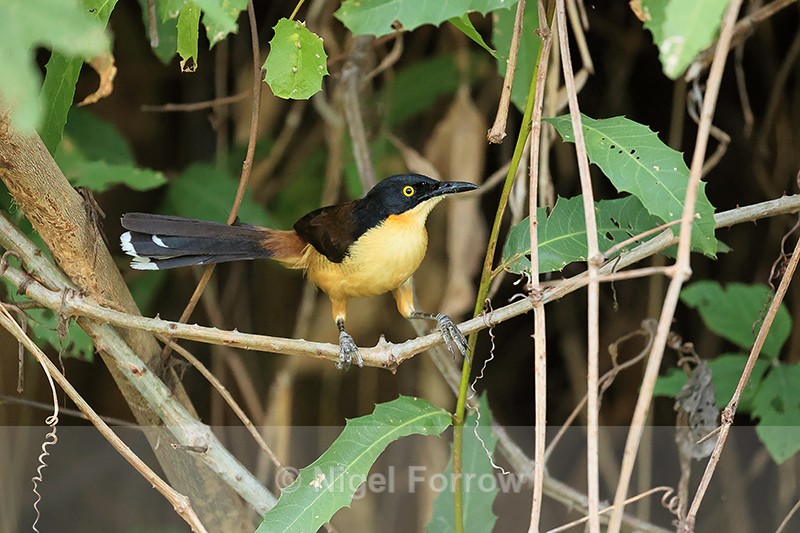 Black-capped Donacobius, front view, Mato Grosso, Brazil - Black-capped Donacobius