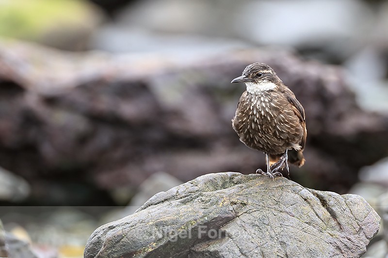 Seaside Cinclodes, Chanaral de Aceituno, Chile - Seaside Cinclodes