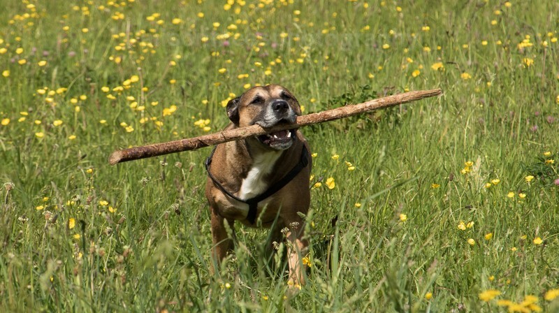  - Pet Photography
