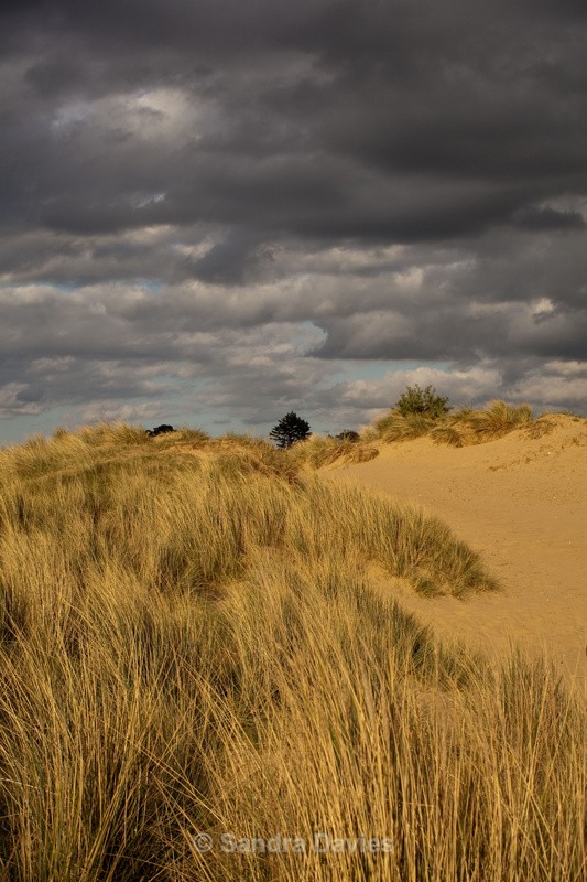 Sand Dunes in Norfolk - Landscapes