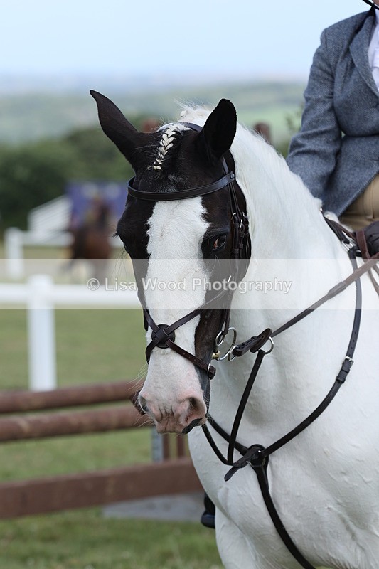 JPP_2348 - Class 19: Working Hunter 60cm