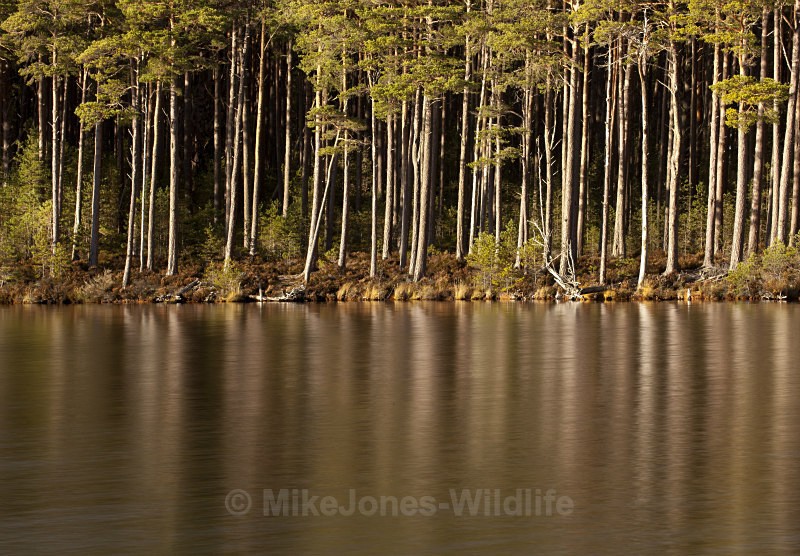 Loch Mallachie, Cairngorms national park - SCOTLAND LANDSCAPE PHOTOGRAPHY