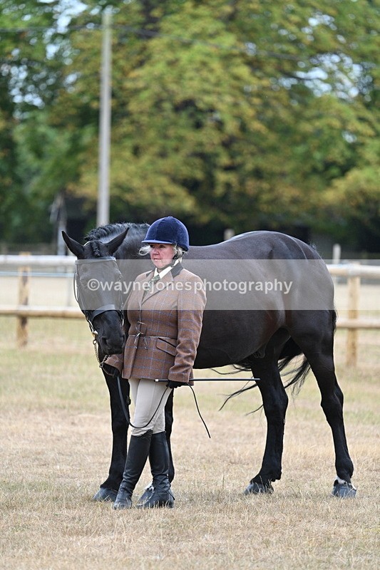 WJ7_9749 - Class 5a Most Handsome Gelding (above 14.2hh)