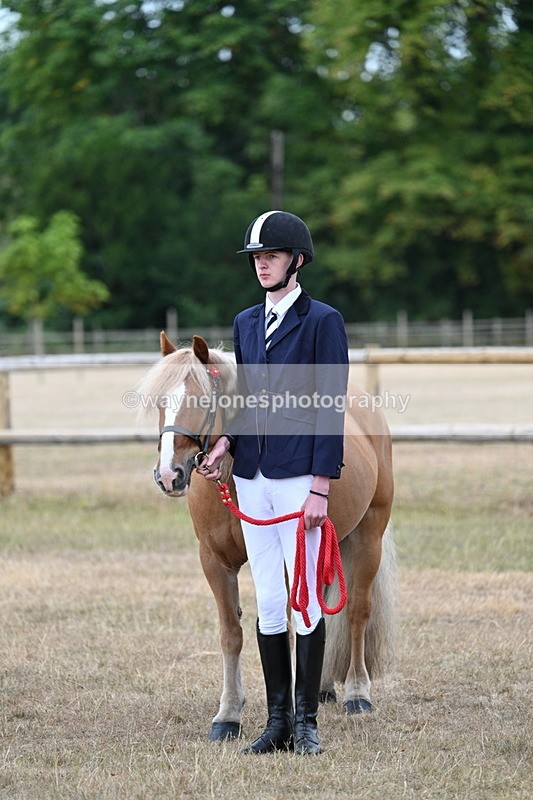 WJ7_9498 - Class 5 Most Handsome Gelding (up to 14.2hh)