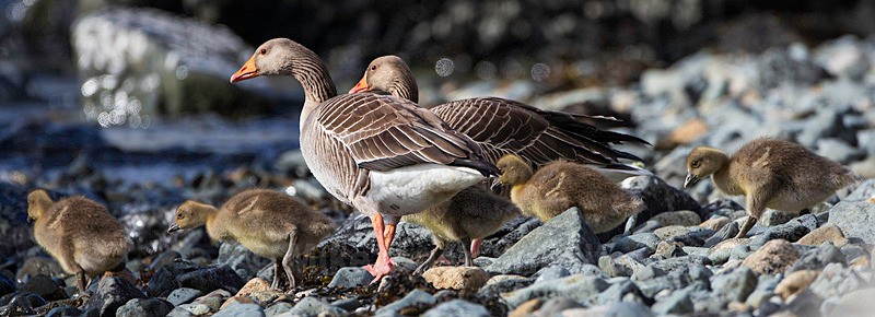 GREYLAG GEESE GOSLINGS, ISLE OF MULL, SCOTLAND - ISLE OF MULL WILDLIFE, Wildlife images from the Inner Hebrides