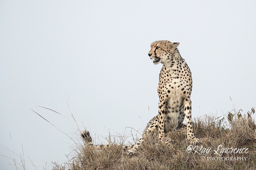 Masai Mara 220223_RLP156587 - Colour Fine Art Wildlife