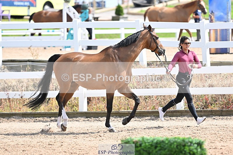 240717A-151010-02606 - Trot Up 3pm to 4pm