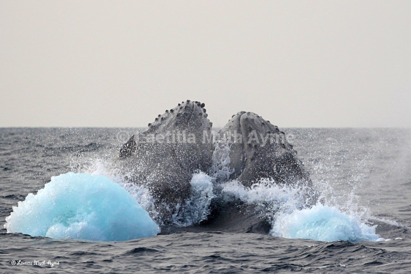 IMG_2808 Gabon - Marine wildlife