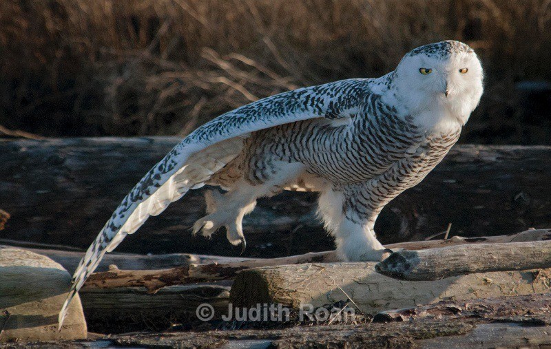 Snowy Owl Stretching