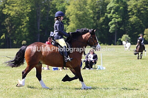 IMG_3545 - Working Hunter