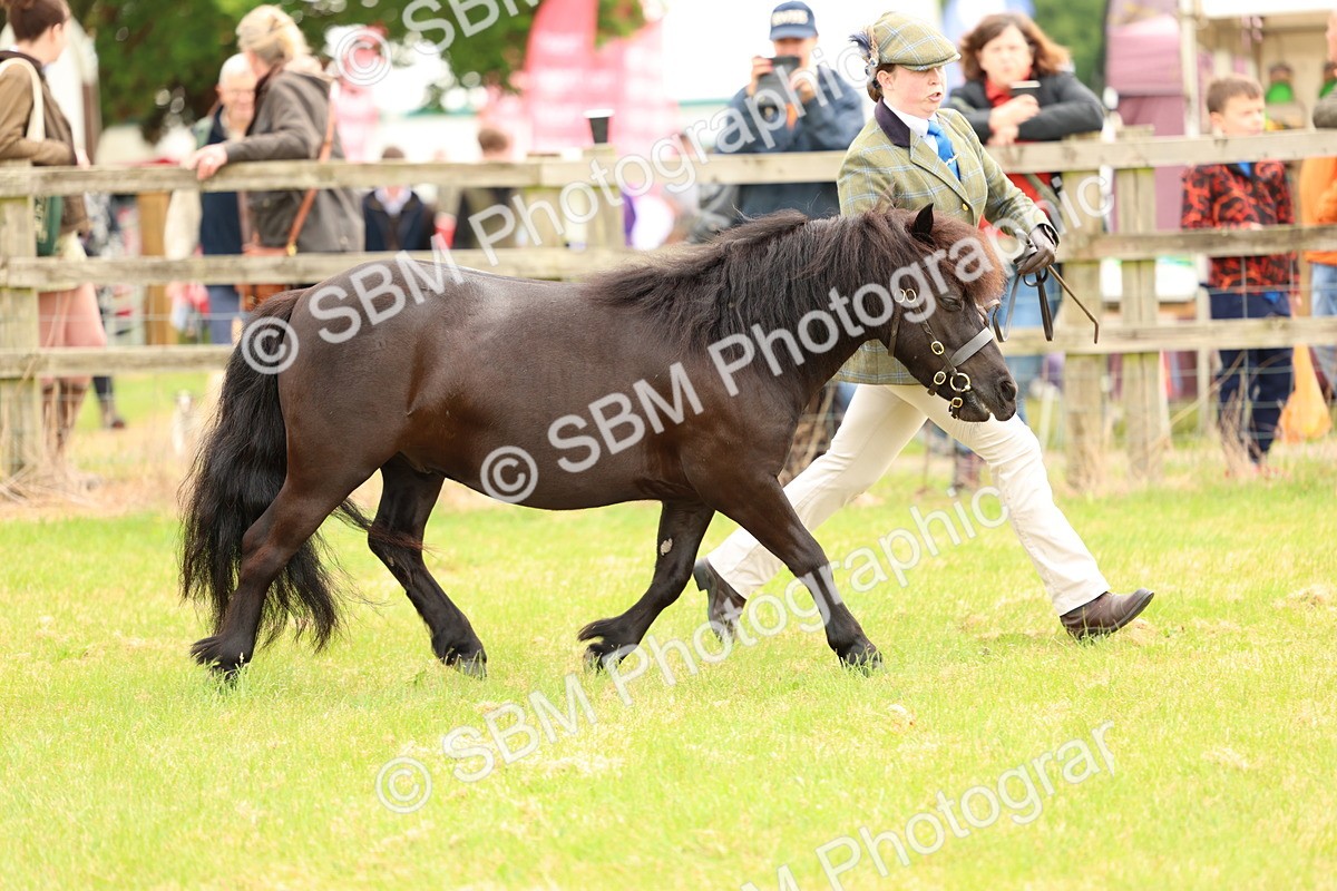 SBM_04338 - Class 64-67 - Shetland Pony In Hand