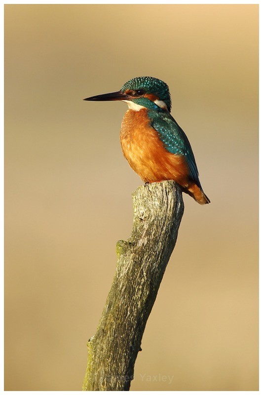 Kingfisher 4 - River Scrape & Lake