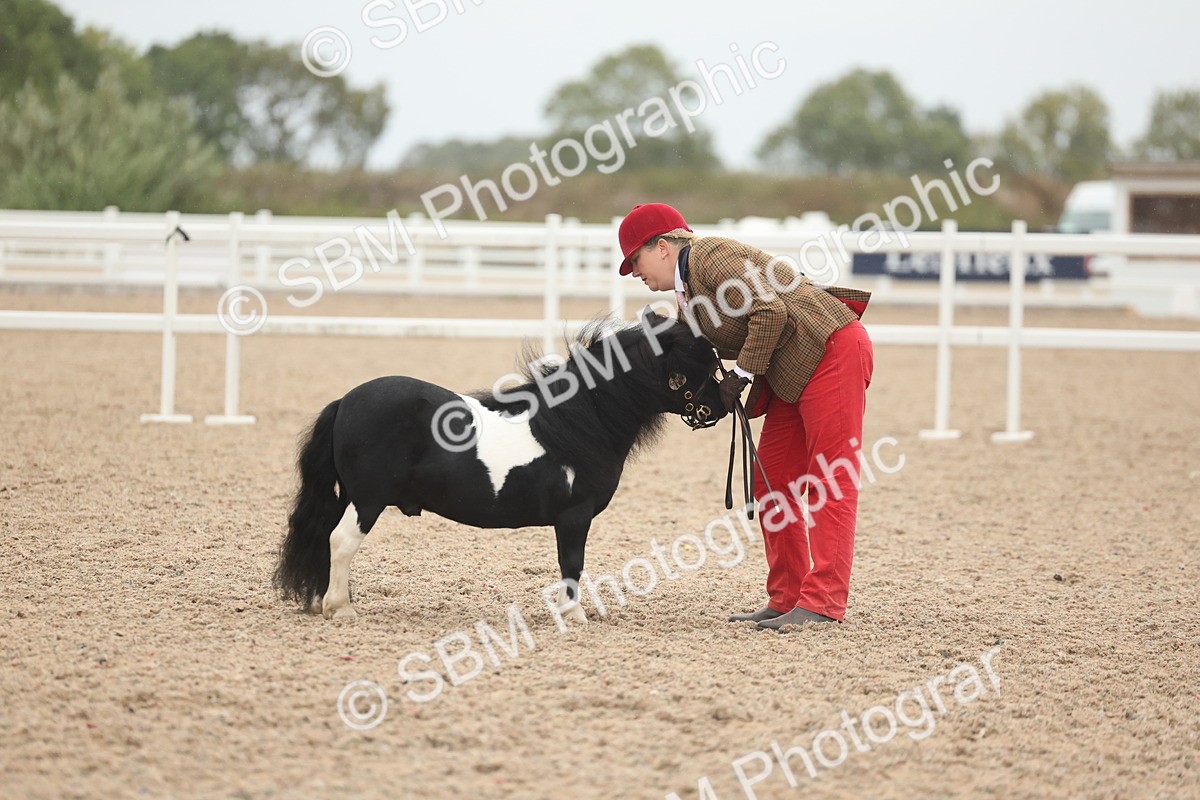 SBM_19359 - Class 317 - IH Pure Bred Horse-Pony