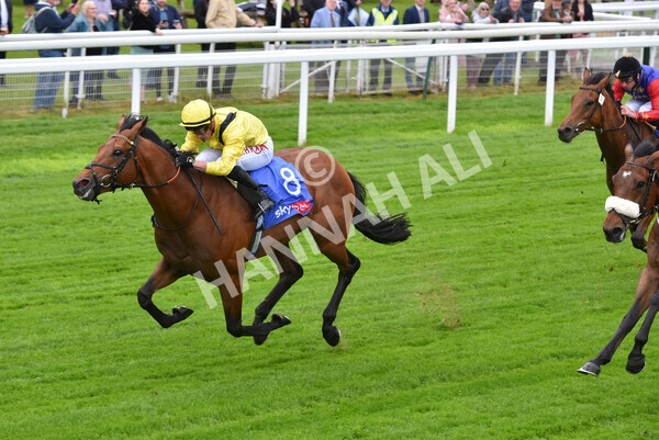 yr11052022r1-26 - Race 1 1.50pm Sky Bet Race to the Ebor Jorvik Stakes