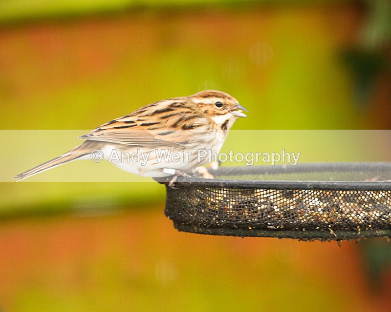 20130119-_MG_2127 - Buntings