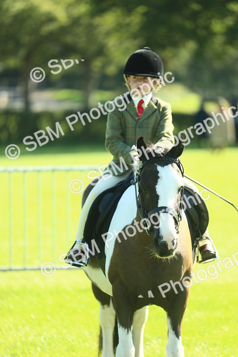 SBM_39090 - S29 - Novice & Newcomers Working Hunter Pony