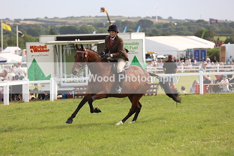 JPP_4251 - Class 25: Working Show Horse