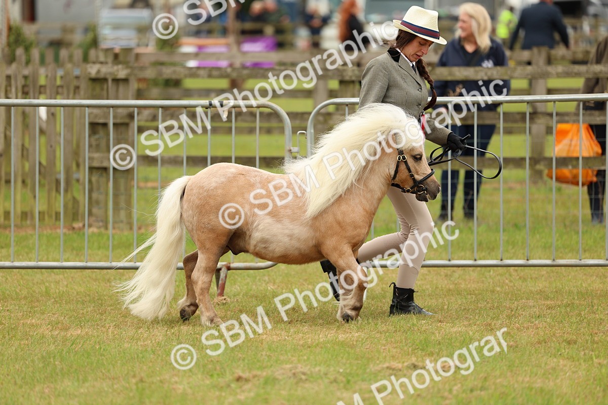 SBM_03499 - Class 58-67 - M&M Non Welsh Pony In hand