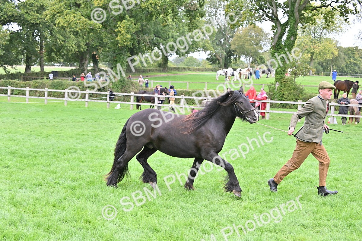 SBM_58155 - S47 - Mini Show Cob In Hand