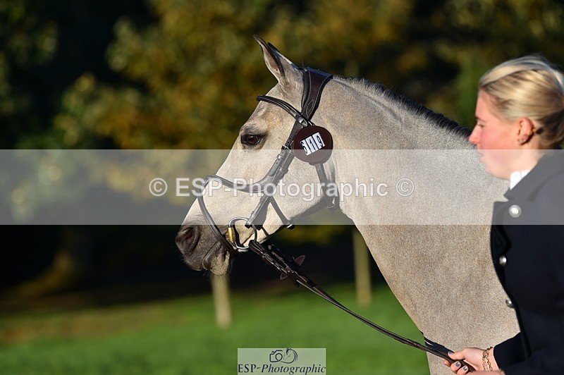 231022-090242-21527 - 619-GARVAGH.GOLDEN.OAK-Ella.Snow-TrotUp+SJ