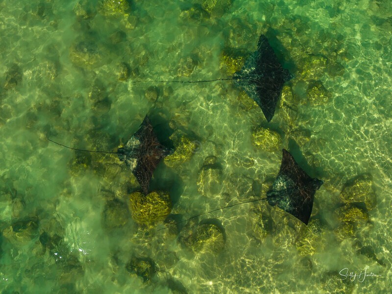 Spotted Eagle Rays 9 - Marine Wildlife