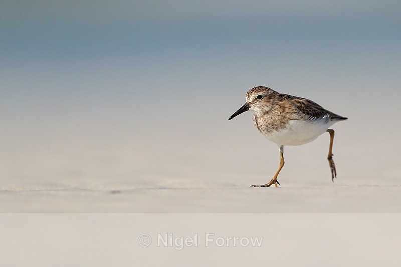 Least Sandpiper running, Fort De Soto Park, Florida - Least Sandpiper