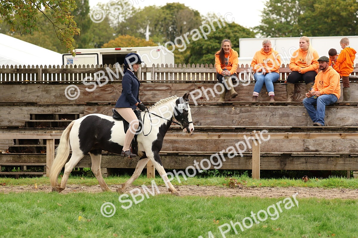 SBM_59886 - S36 - Rehabiliated Rescue Horse & Pony In Hand & Ridden