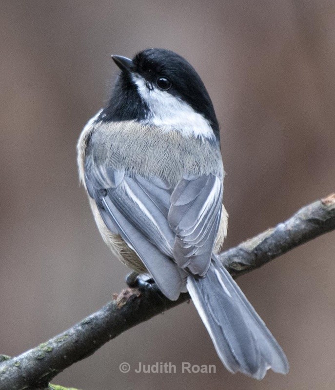 Black-capped Chickadee - Backyard Birds of Mercer Island