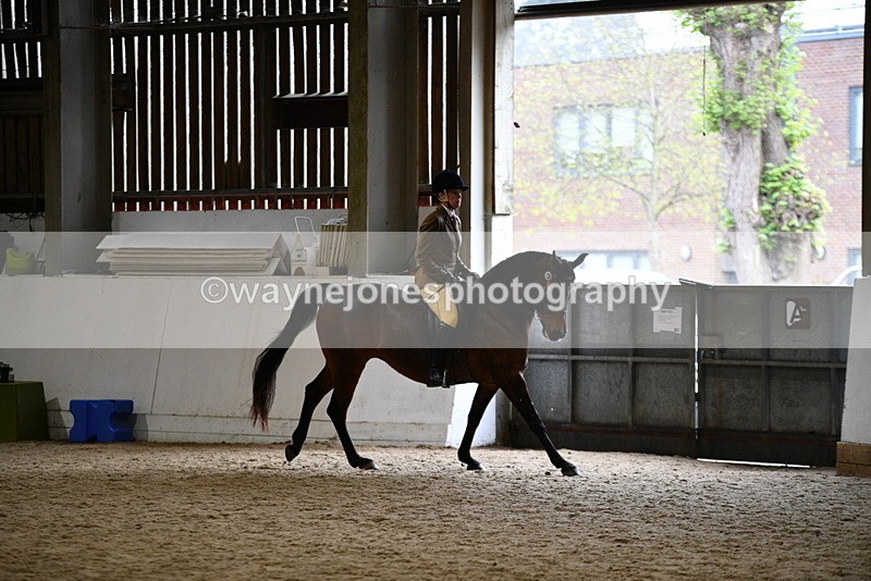 WJ5_8945 - Class 15 Ridden Show Horse