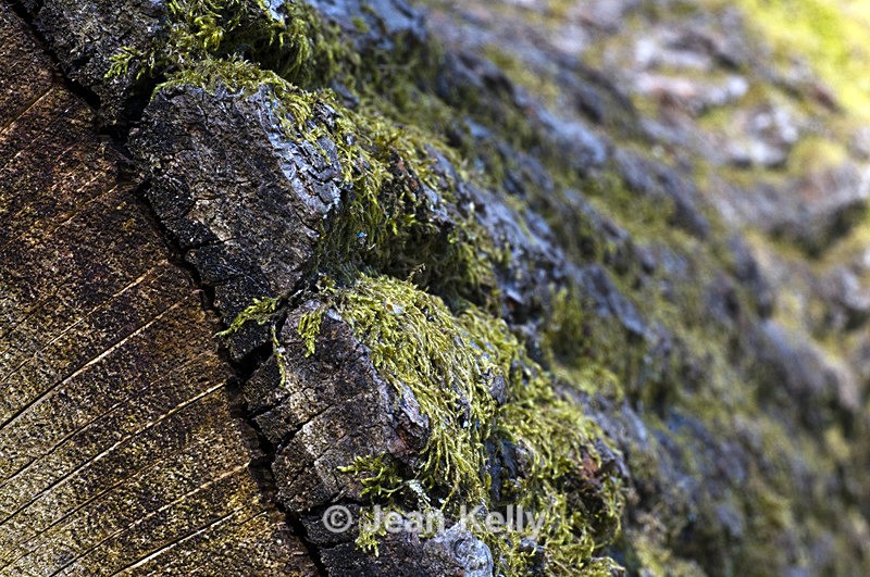 Tree - 8796 - Trees