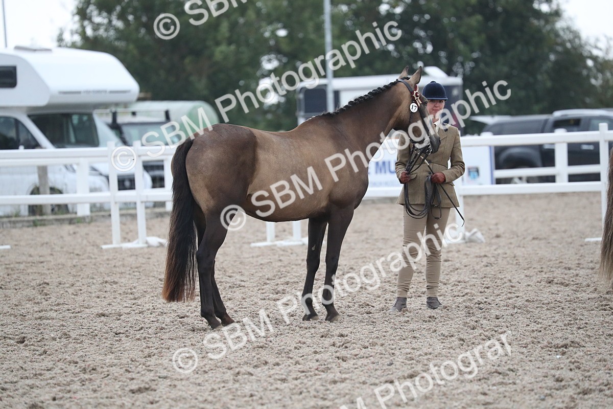 SBM_18313 - Class 318 IH Part bred Horse/Pony