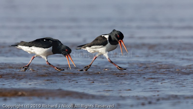 Oystercatcher (Haematopus ostralegus)  courtship display - Oystercatcher (Haematopus ostralegus)