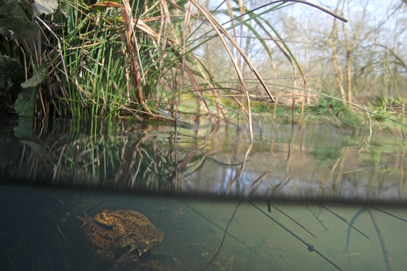  - Reptiles, amphibians & pond life, Great Britian