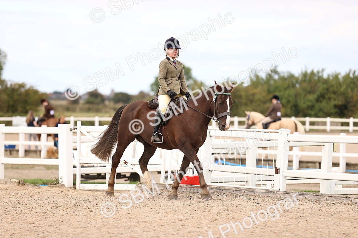 SBM_15981 - Class 417 - Handsomest Gelding (IH or Ridden) Jnr