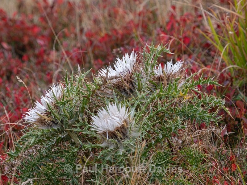 Stemless carline thistle (Carlina acaulis) growing with Bilberry (Vaccinium myrtillus) - Flower Portraits