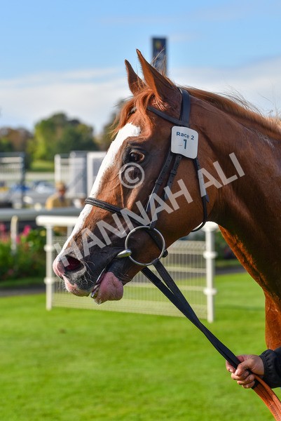 141023-Race 2-Whiskey Pete-0824 - Race 2 1.50pm Play Coral 'Racing-Super-Series' For Free Nursery Handicap