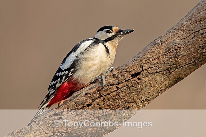 Great-spotted Woodpecker  1901-18819 - Around the Reflection Pool