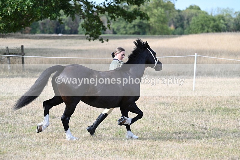 WJ7_8234 - In-hand Championship