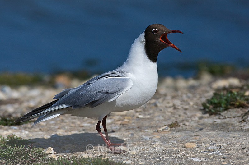 Black-headed Gull (breeding adult) calling at Brownsea Island - Black-headed Gull