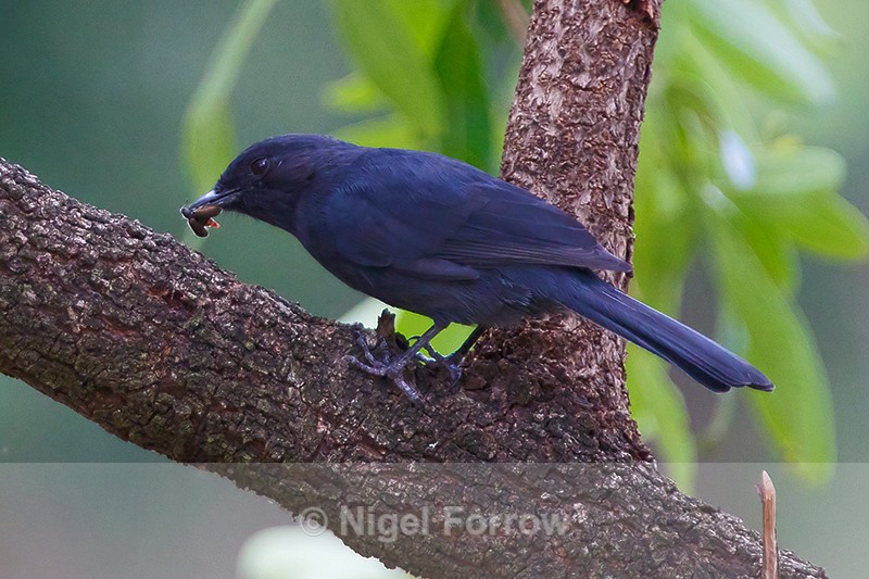 Northern Black Flycatcher with insect - Northern Black Flycatcher