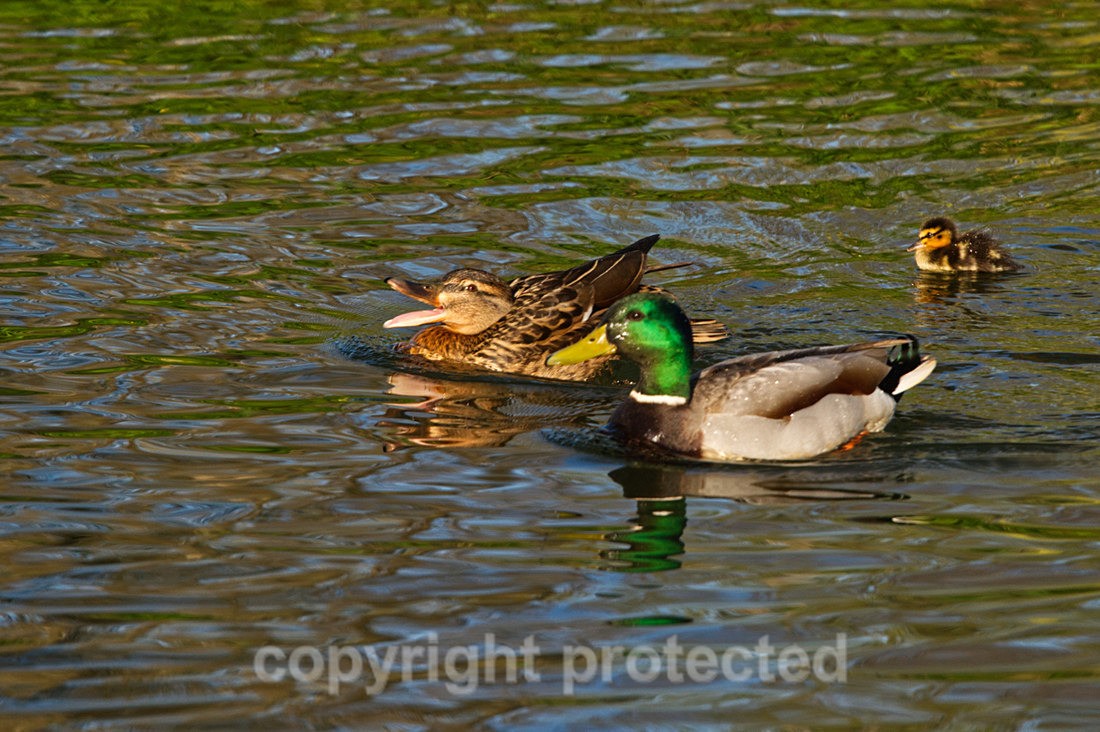 Mallards - River Devon - Nottinghamshire - Birds