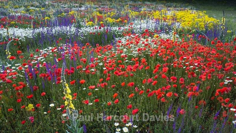  - Plants: wide-angle