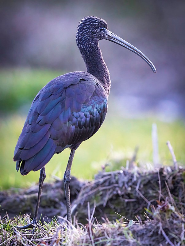 glossy ibis 3 - GLOSSY IBIS