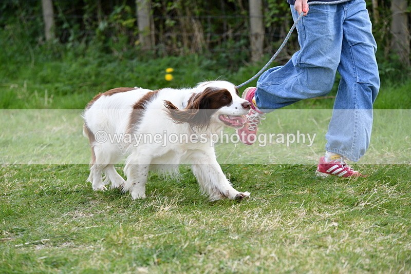 WJ5_0133 - Class 5 Best Veteran / 7 years & over