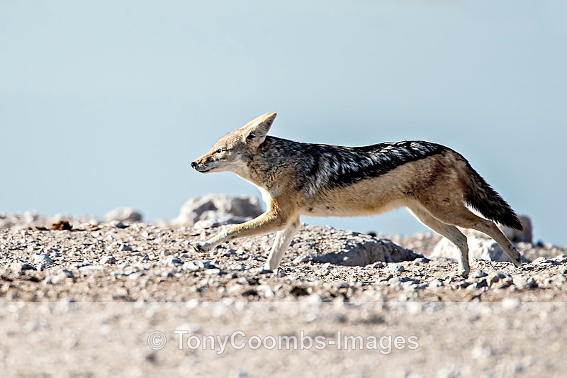 Black-backed Jackal - Etosha National Park ~ Mammals