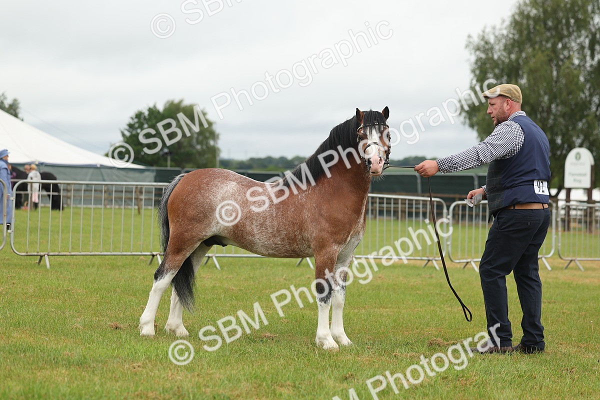 SBM_01405 - Class 50-57 - M&M Welsh Pony In Hand