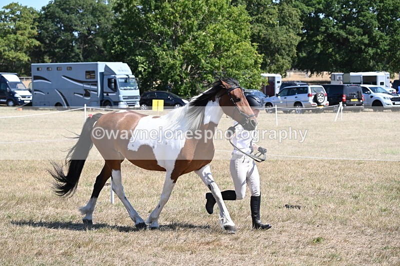 WJ6_8542 - Class 37b Best Loan Pony In-hand